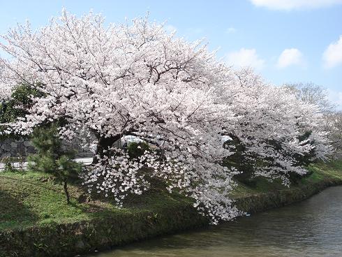 桜1.JPG